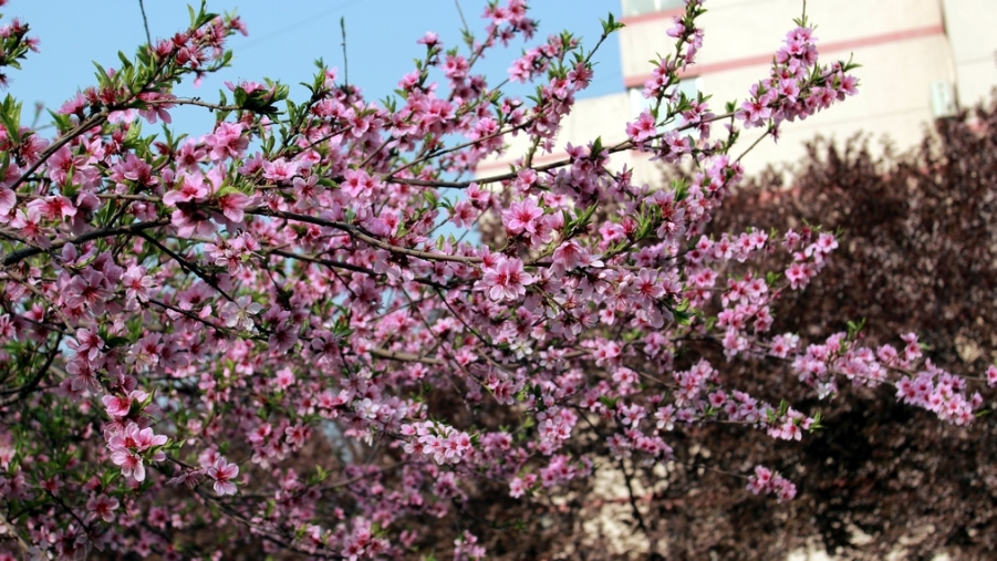 nEO_IMG_鲜花盛开的小区600d-2035L06.jpg