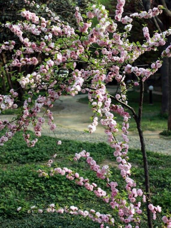 nEO_IMG_鲜花盛开的小区600d-2035L09.jpg