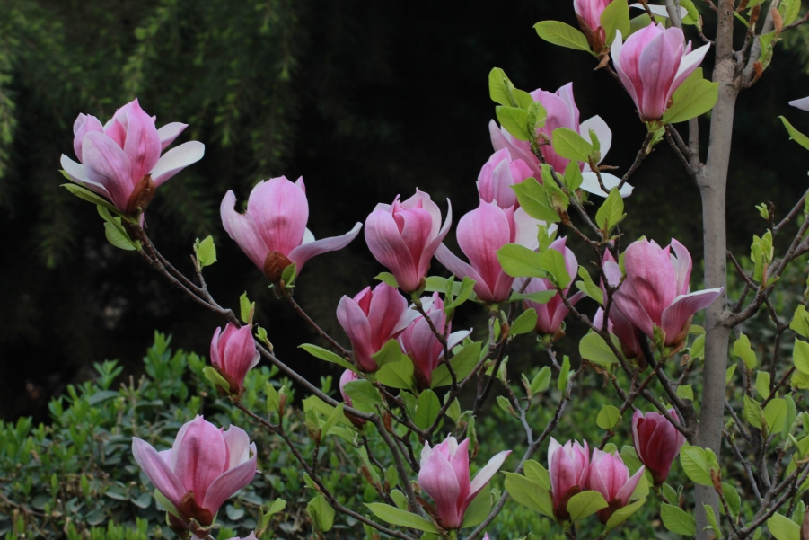 调整大小 IMG_6675.JPG