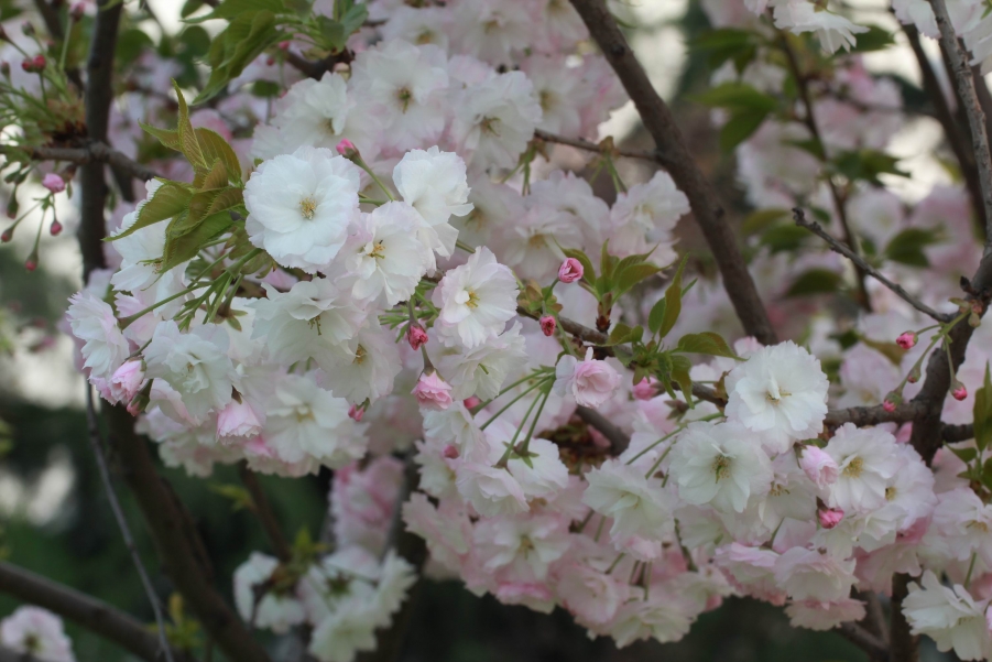 调整大小 IMG_6679.JPG