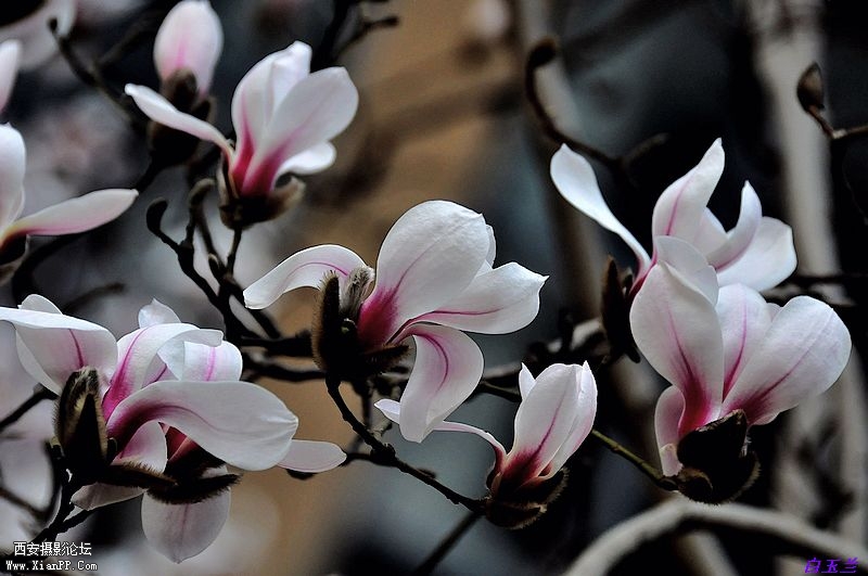 白玉兰花10