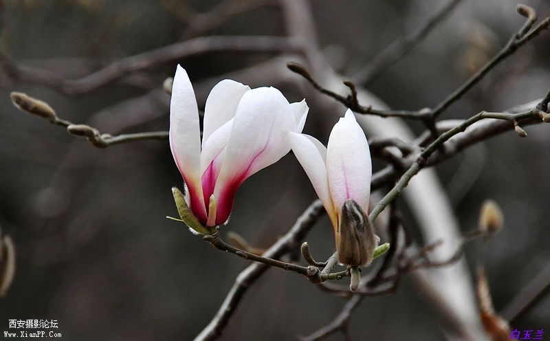 白玉兰花3