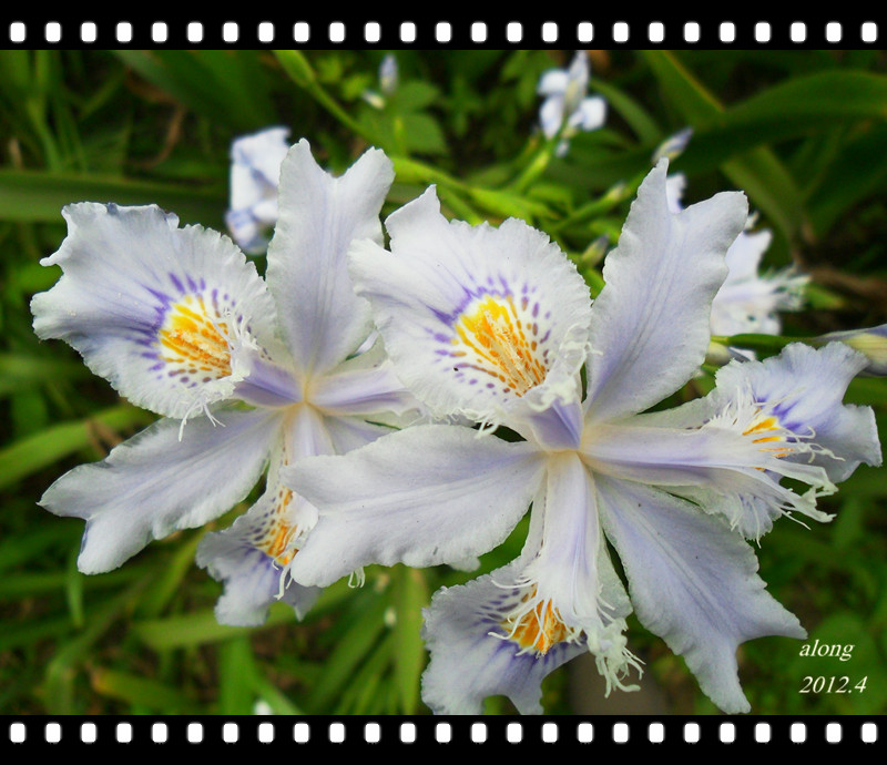 紫薇花芯.jpg