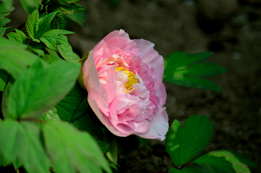 DSC_0093.JPG