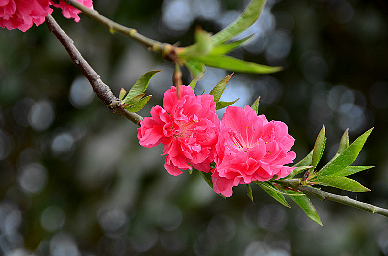 照片 008_副本.jpg