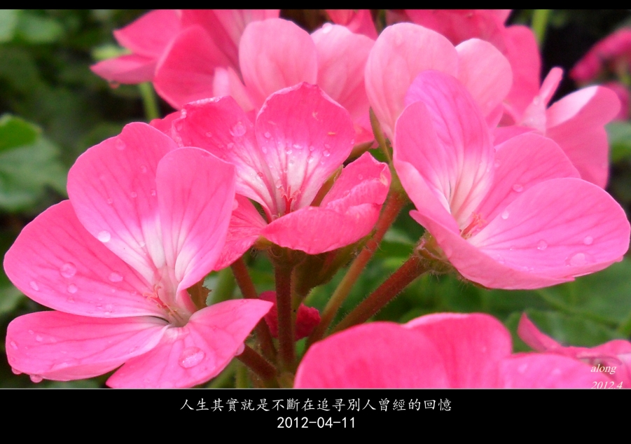 艳丽.jpg