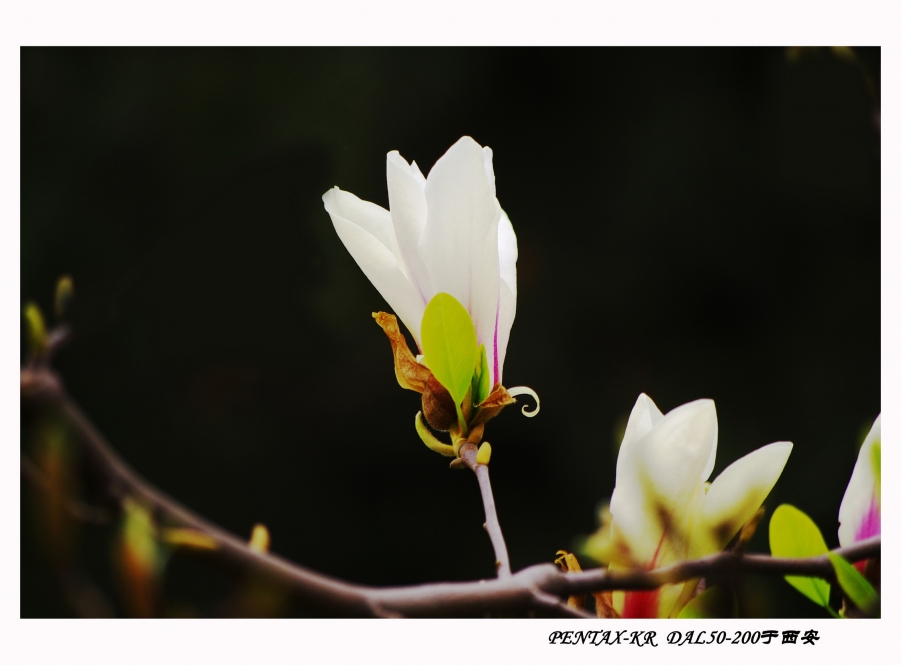 IMGP6850-1.jpg