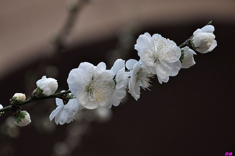 碧桃花