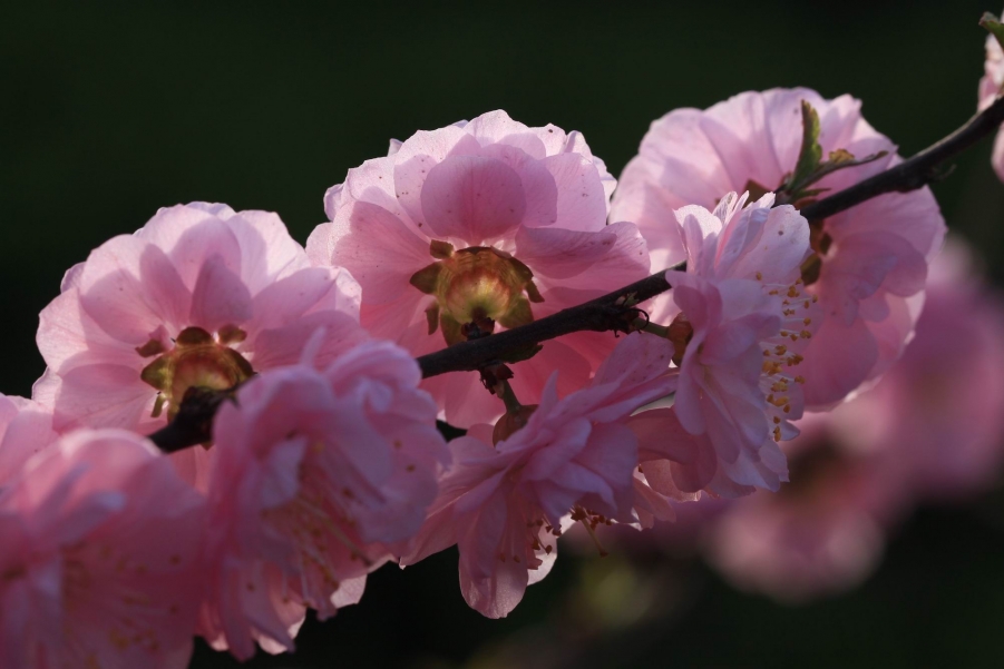 调整大小 IMG_5823.JPG