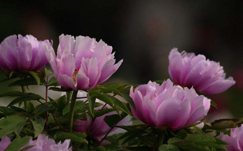 照片 01821.jpg