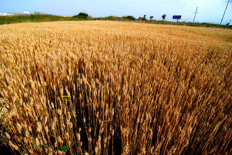 魏连升  摄像 摄影（QQ：1273014921）1001.jpg