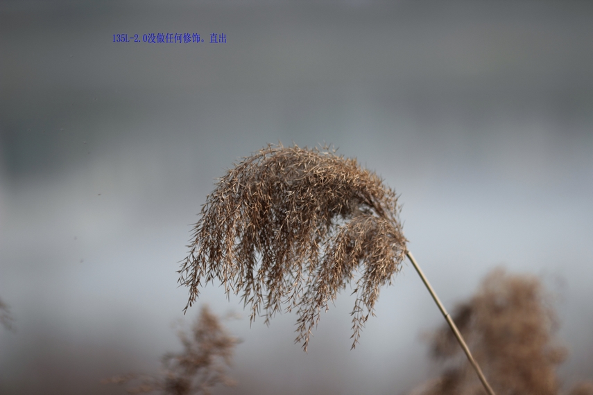 nEO_IMG_100L VS 135L14.jpg