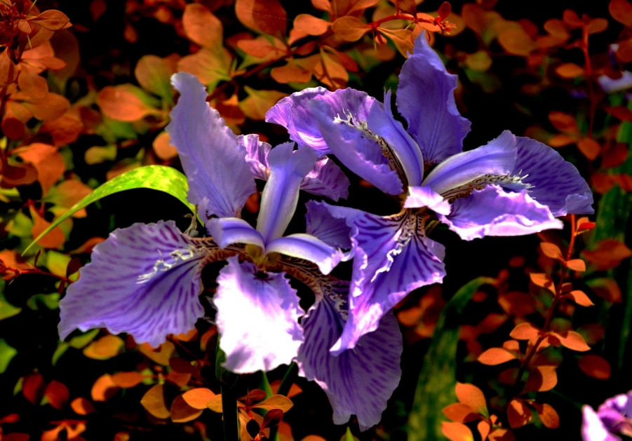DSC_0078.JPG