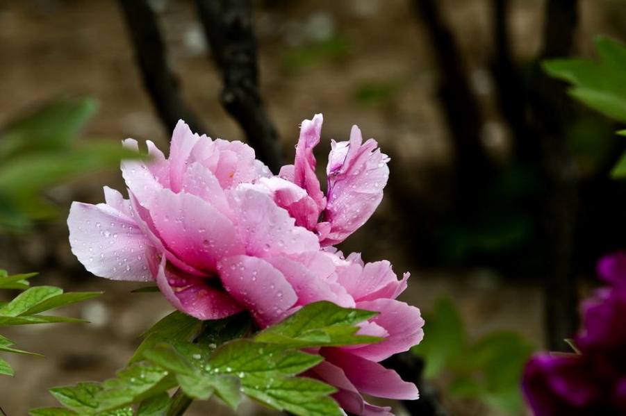 DSC_4491_调整大小.jpg