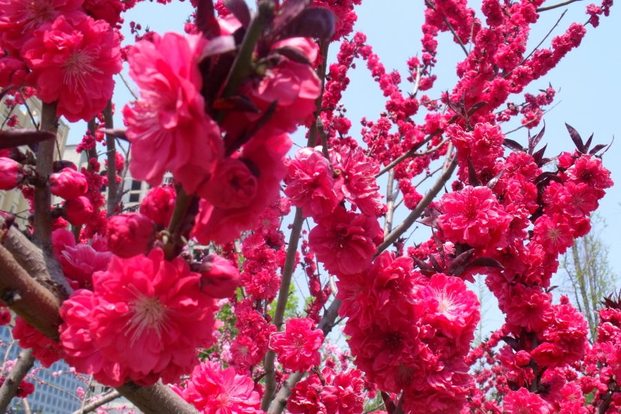 DSCF1219.JPG