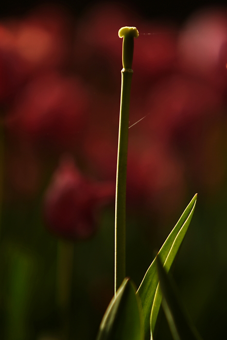 DPP_0029.jpg