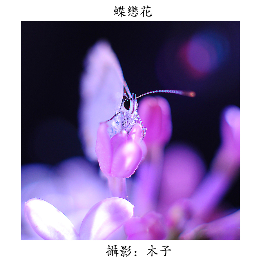 DSC_0072副本副本.jpg