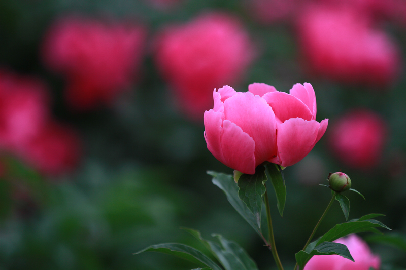 李志鸿摄影作品 155.jpg