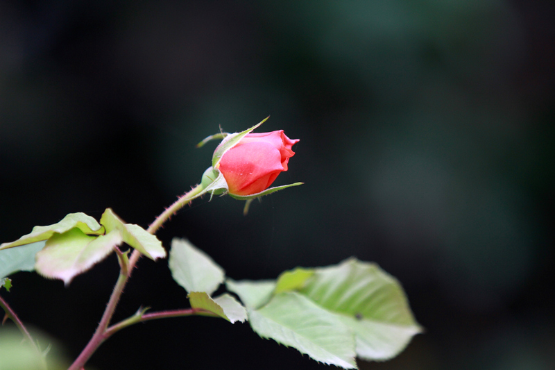 李志鸿摄影作品 179.jpg