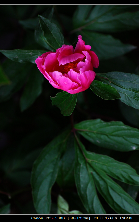IMG_7475.jpg