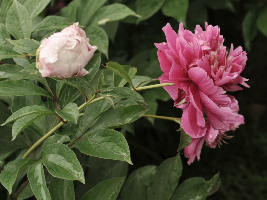 DSC_7171.jpg