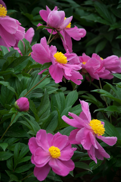 DSC_1384.jpg