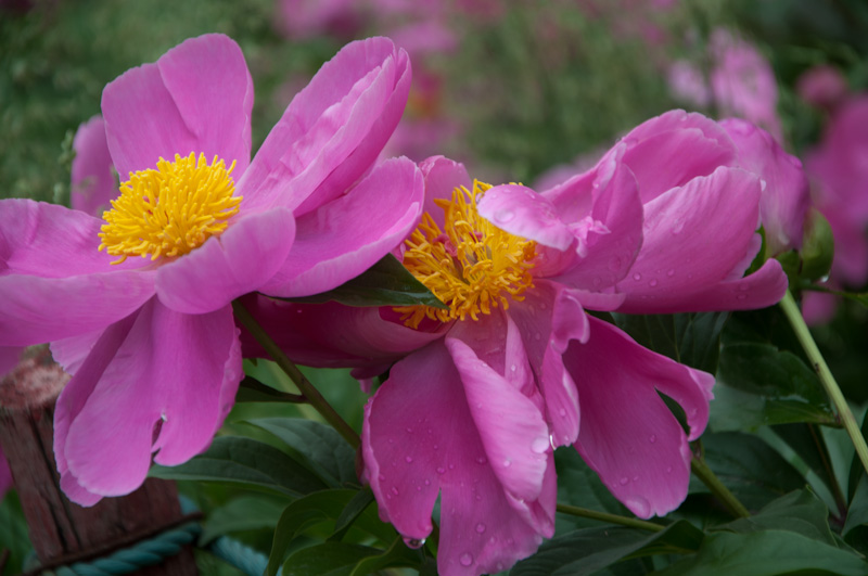 DSC_1380.jpg