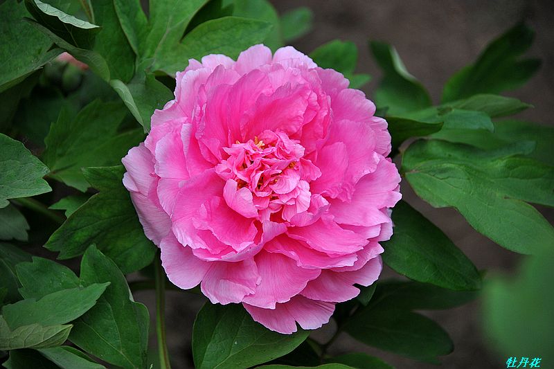 0SC_2205.jpg