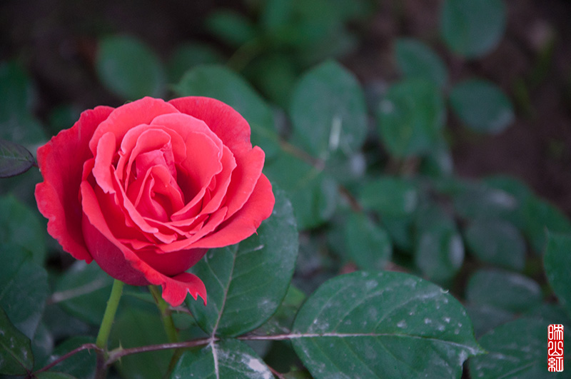 DSC_1447.jpg