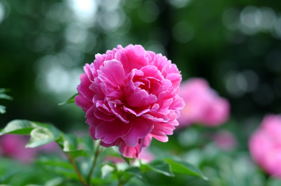DSC_0566.JPG
