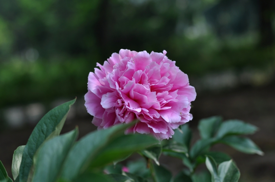 DSC_0629.JPG