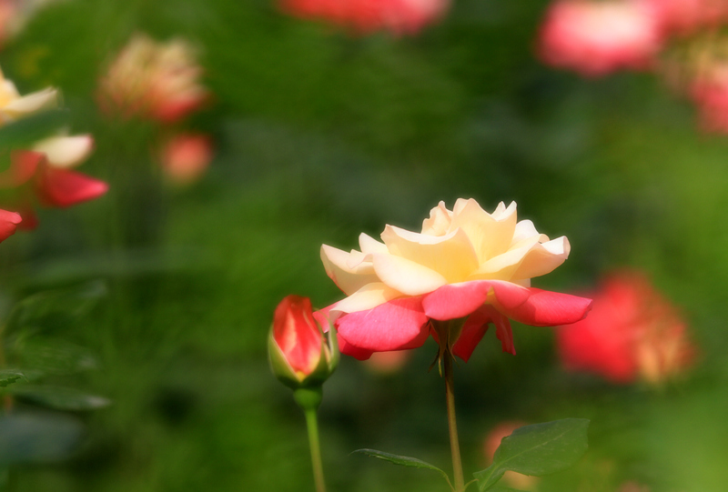 玫瑰花 025.jpg