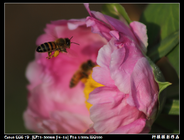 IMG_4303空中芭蕾.JPG