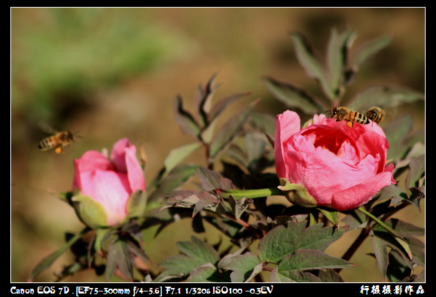 IMG_4219空中芭蕾.JPG