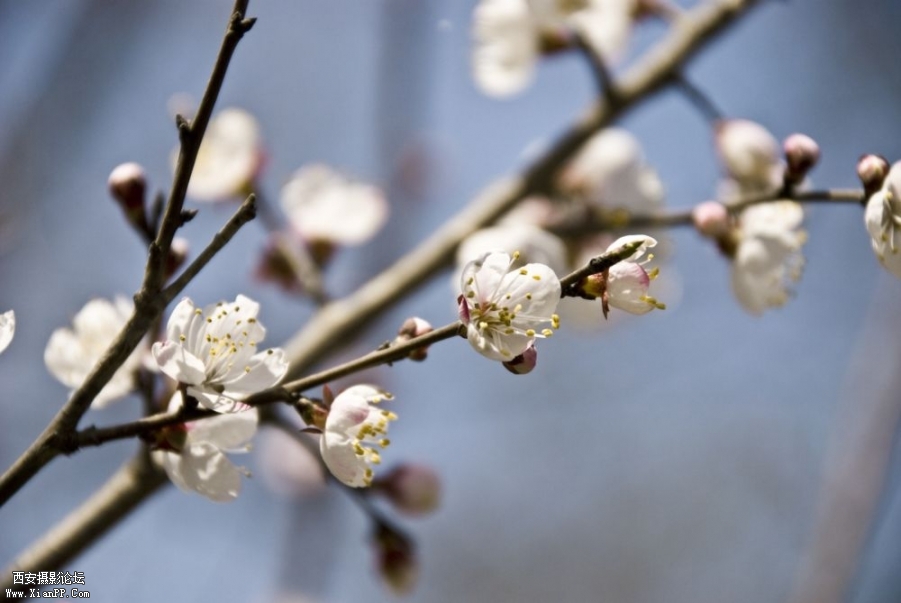 DSC_0011 as Smart Object-1.jpg