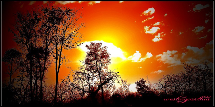 火云烧天疏林暗