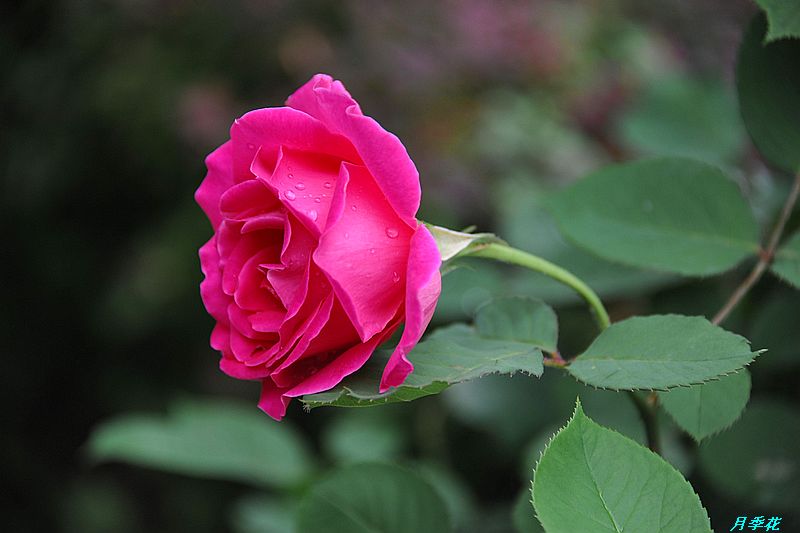 0SC_3700.jpg