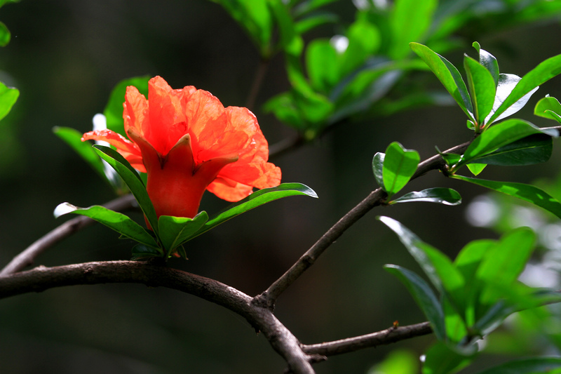石榴花 053.jpg