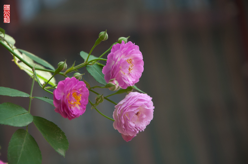 DSC_1631.jpg