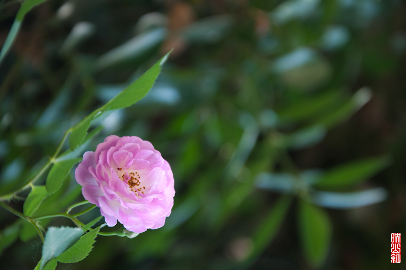 DSC_1684.jpg
