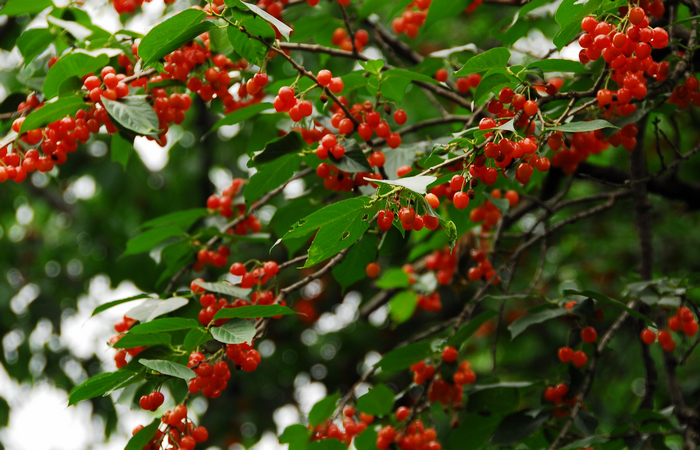 DSC_0045.JPG