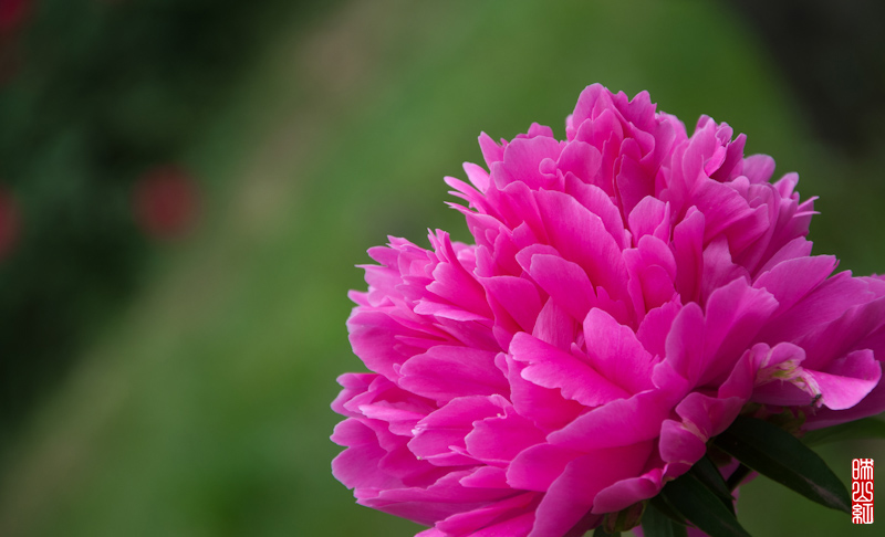 DSC_1812.jpg