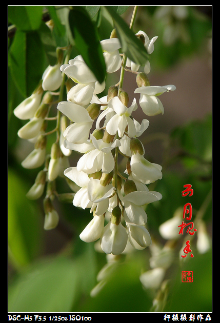 DSC06330.JPG