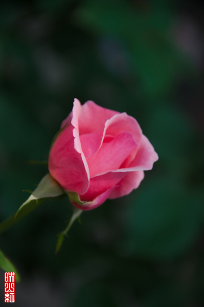 DSC_1509.jpg