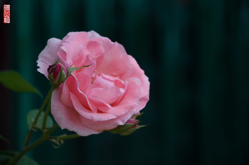 DSC_1642.jpg