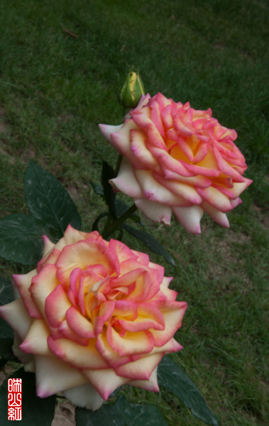DSC_1787.jpg