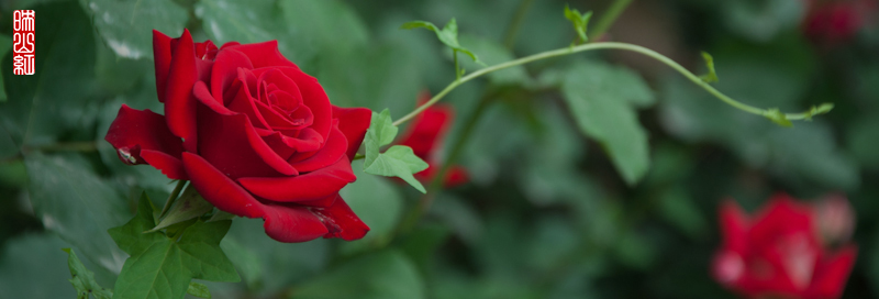 DSC_1862.jpg