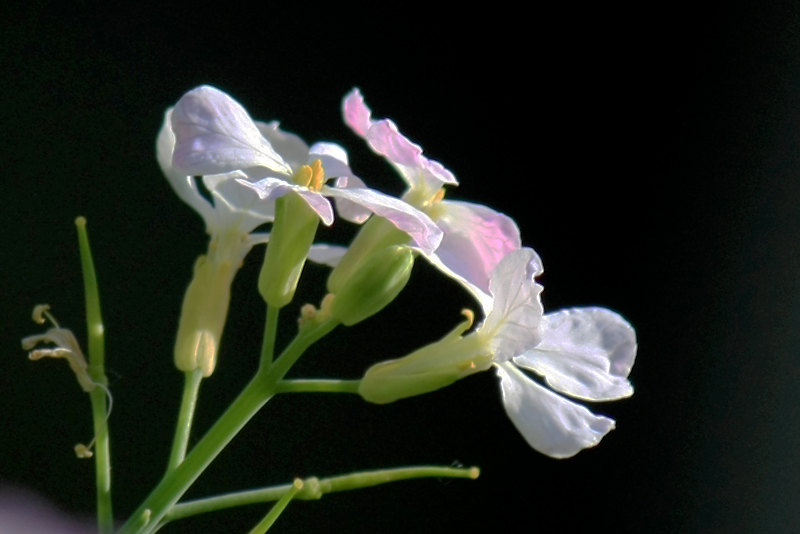 IMG_4697.jpg