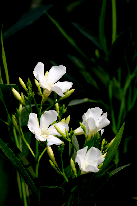 丰庆公园拍摄 025.jpg