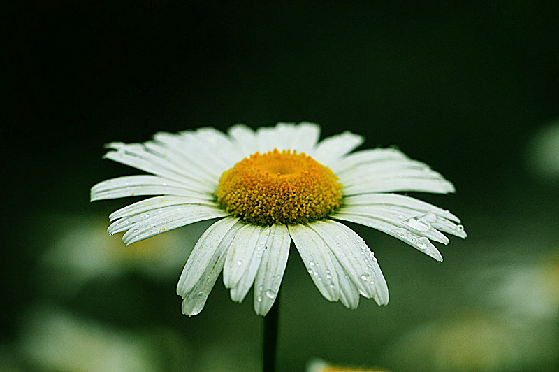 山菊花